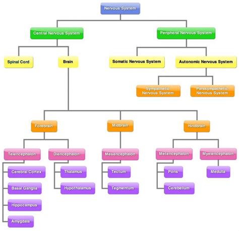 3.1. Coordination function (I). The nervous system | Medical school organization, Anatomy, Human ...