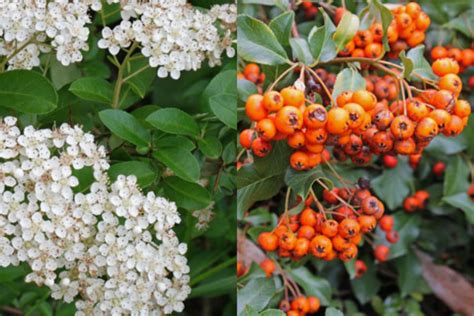 Pyracantha coccinea