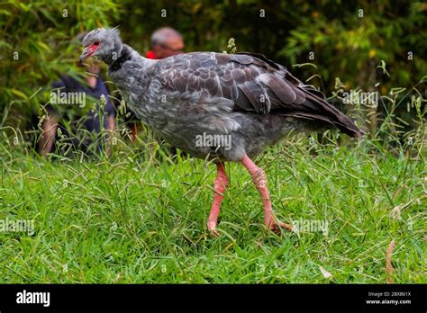 Endangered Animals in the Zoo Stock Photo - Alamy