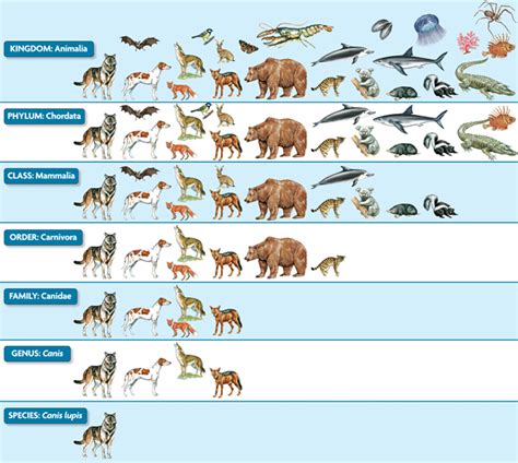 Early Classification