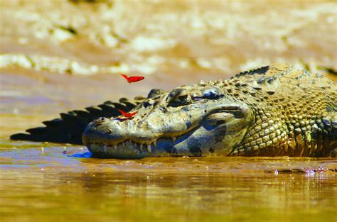 Wildlife of Tamarindo, Costa Rica: Up-close & personal encounters