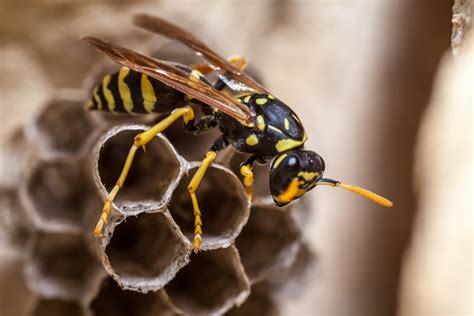 How is a paper wasp nest made - Wasp Removal Toronto