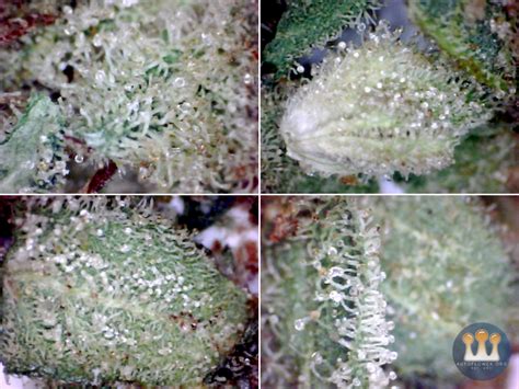 SQdC - Aphria - Good Supply - Monkey Glue (trichome glands captured under USB microscope) | The ...