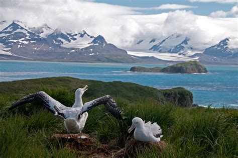 South Georgia wildlife location in Antarctica, Polar | Wildlife Worldwide