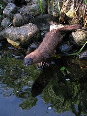 European Mink: Facts, Habitat, Adaptations & Population | Study.com