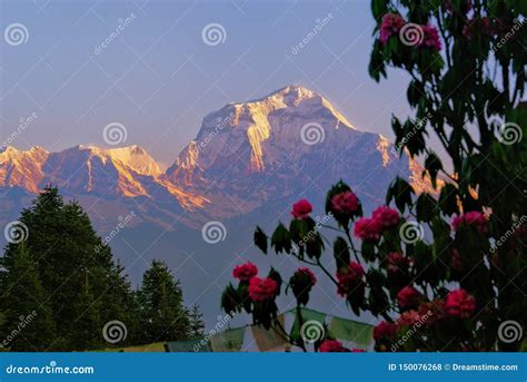 The Himalayas and the Flowers Stock Photo - Image of climatically, edge ...