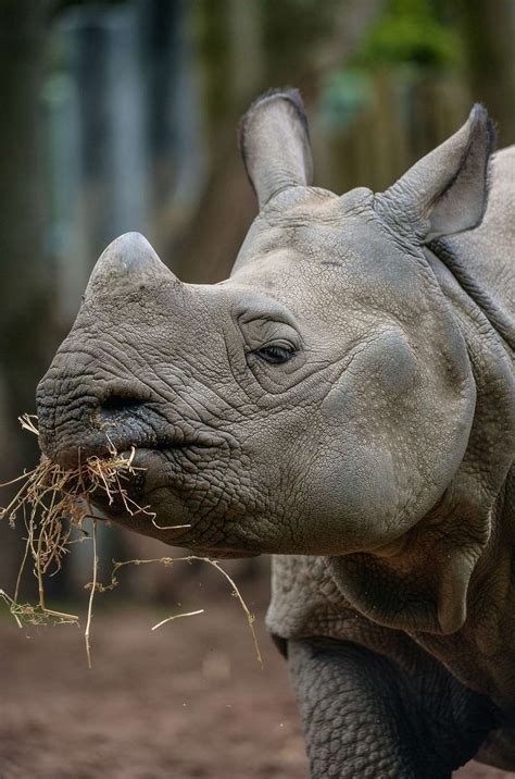 Chester Zoo hosts the world's experts on rhino conservation | Chester ...