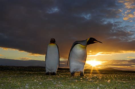 The king penguin colony on South Georgia island – in…