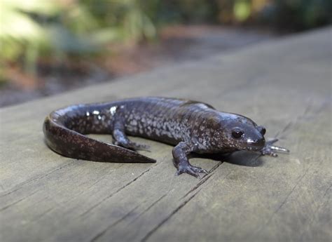 Small-mouthed Salamander | Brad Glorioso’s Personal Website Amphibians and Reptiles of Louisiana