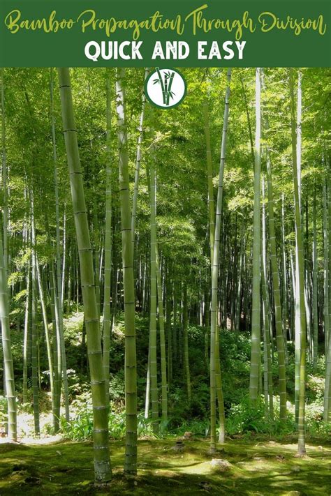 9 Methods To Propagate Bamboo Plants: Which One Is The Best?