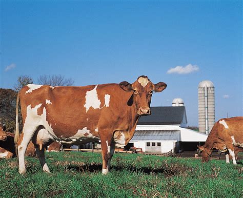 Guernsey | Dairy, Brown, Hardy | Britannica