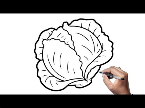 Cabbage Drawing