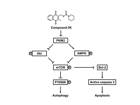 Compound 3K, a Specific Pyruvate Kinase M2 Inhibitor, Induces Autophagic Cell Death through the ...