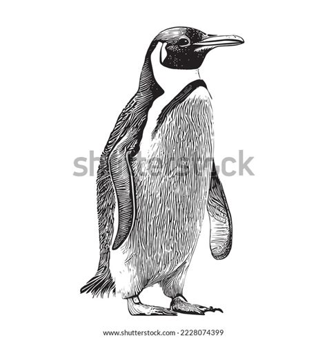 45.155 Pinguino drawing: immagini, foto stock e grafica vettoriale ...