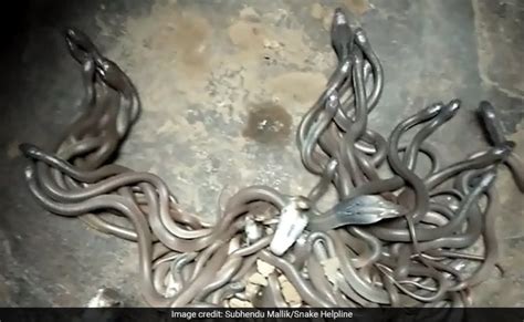 111 Baby Cobras Found Inside Odisha Home. Dare To Watch Rescue Video?