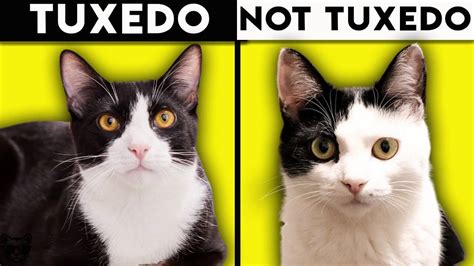 Tuxedo Cat – Facts, Genetics and Personality - Pet Care Stores