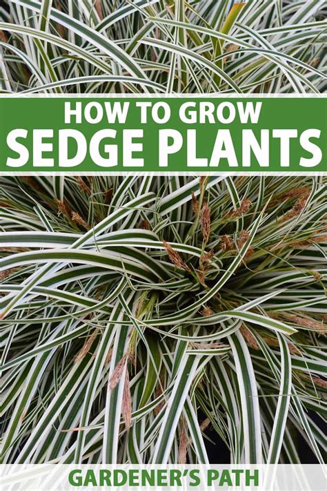 How to Grow Sedge Plants at Home | Gardener’s Path