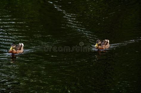 Two duck swimming. stock image. Image of beautiful, birds - 111314305