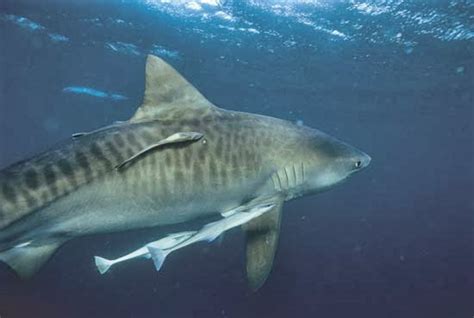 Rules of the Jungle: Symbiotic relationship of remora and shark