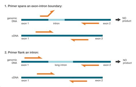 Basic Principles of RT-qPCR | Thermo Fisher Scientific - BR