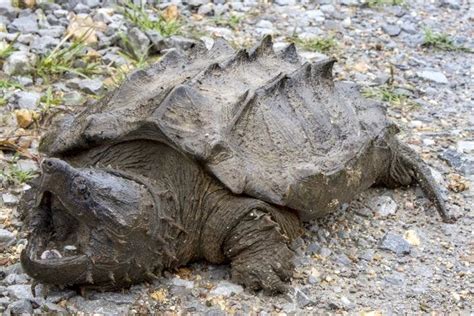 First wild alligator snapping turtle in Illinois since 1984 | Snapping ...