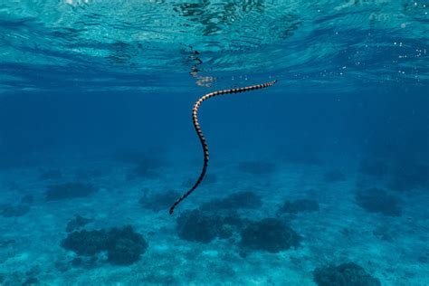 Sea Snake Facts: 16 Facts about Sea Snakes