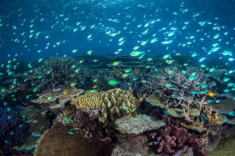 John Brewer Reef Great Barrier Reef Townsville / MOUA / Museum of Underwater Art