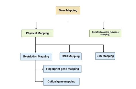 Gene Mapping - Definition, Types, Applications - Biology Notes Online