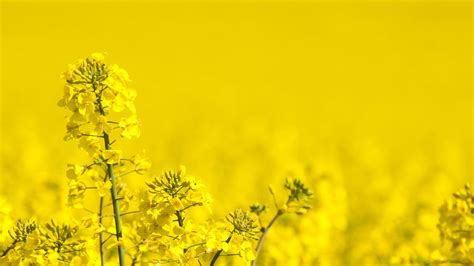 Mustard Field Wallpapers - Wallpaper Cave