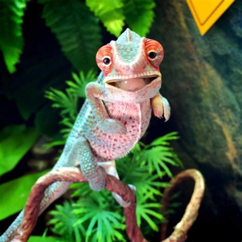 115 Chameleon Babies That Will Make You Fall In Love With Lizards | Chameleon pet, Baby ...