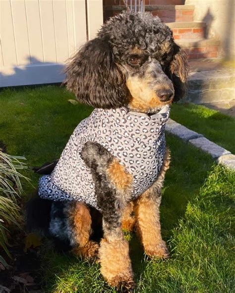 Merle Poodle: Everything You Need to Know (With Pictures)