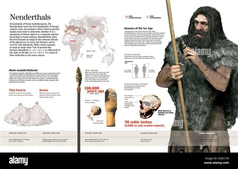 Infographic of the Homo neanderthalensis or neanderthal, its ...