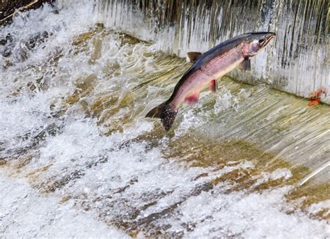 Live stream: Watch bears catch leaping salmon in Alaska | IBTimes UK