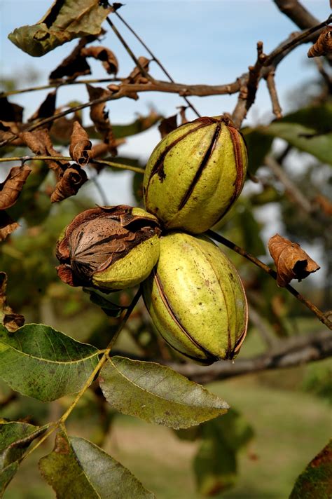 Northern Pecans: Pecan Harvest Tour