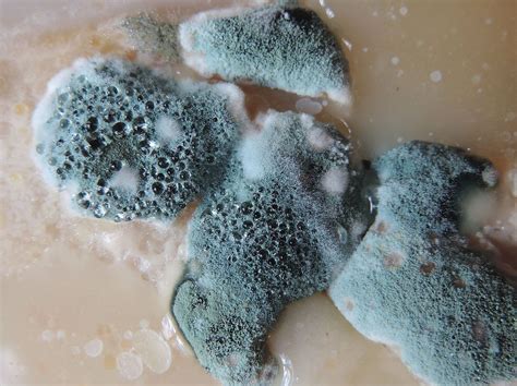 Is Indoor Mold Dangerous?