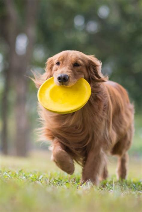 Golden retriever playing in the meadow #goldenretriever | Golden retriever, Retriever puppy ...