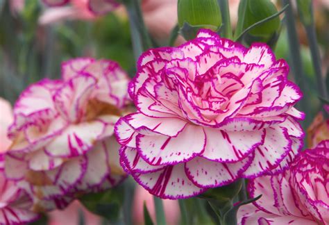 Carnations | Claveles, Plantas para atraer dinero, Cuidado de plantas