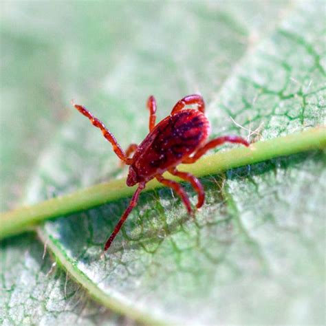 Chigger Mite Identification, Habitat & Behavior - The Bug Man - Licensed & Insured Exterminator ...