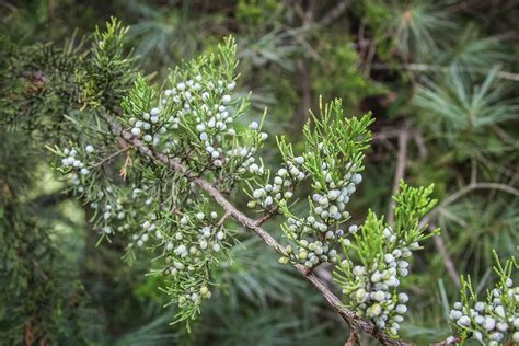 Pick and Dry Your Own Juniper Berries for Wild Game Cooking • Air Gun Maniac