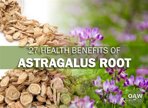 27 Health Benefits of Astragalus Root - OAWHealth