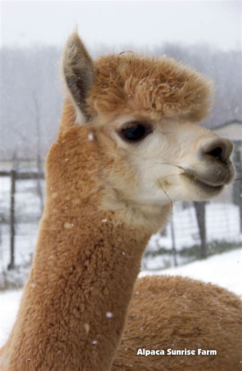 HUACAYA ALPACA. Alpaca Sunrise Farm is a full-service Alpaca farm since ...