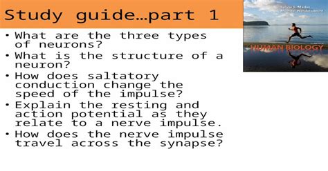 Study guide…part 1 What are the three types of neurons? What is the ...