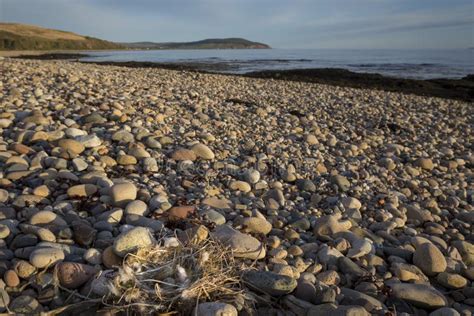 Oyster Catchers Nest on Arran Beach Stock Photo - Image of feathers, line: 163208834