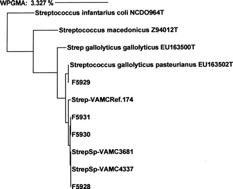 Dendrogram of phylogenetic relationships between four patient... | Download Scientific Diagram