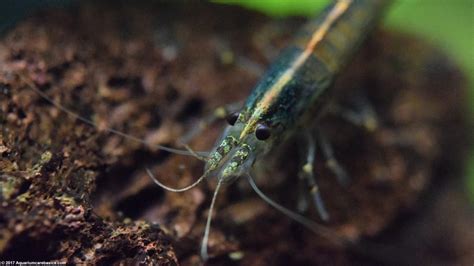 Freshwater Shrimp Can Be Great Additions To A Tank - Video