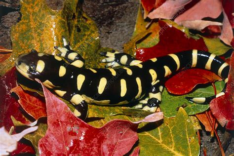 Barred tiger salamander - Stock Image - Z700/0444 - Science Photo Library