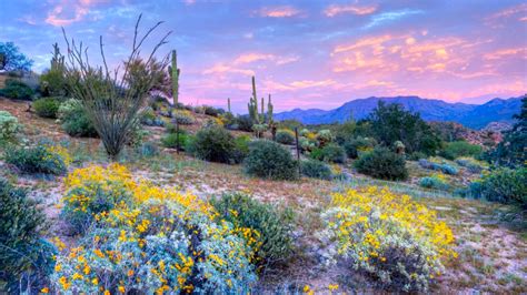 spring flowers in arizona - Google Search | Wildblumen, Palm springs ...