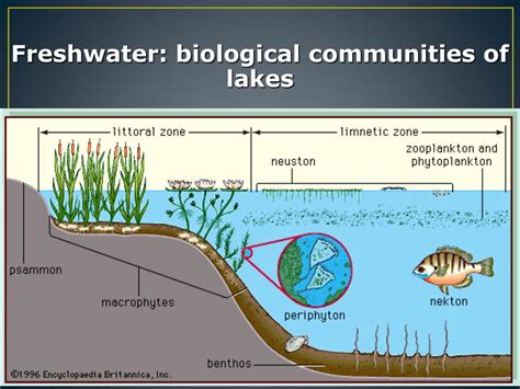 PPT - LAKES AND PONDS ECOSYSTEM PowerPoint Presentation, free download - ID:1464372