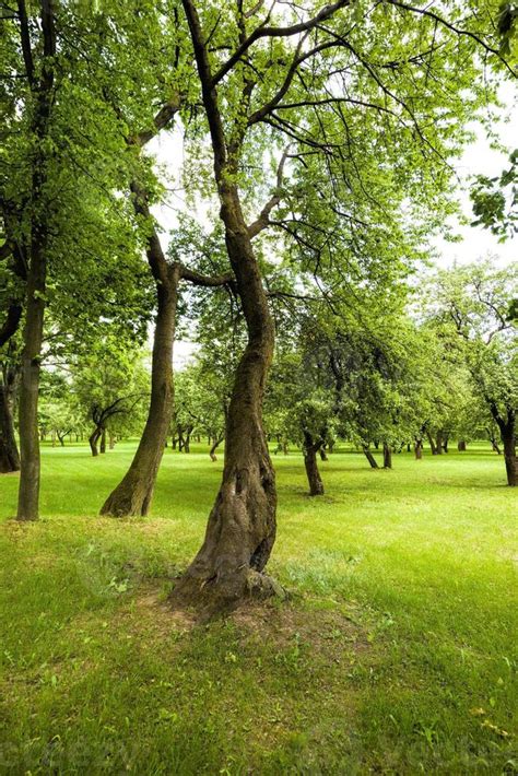 trees in spring 9671067 Stock Photo at Vecteezy