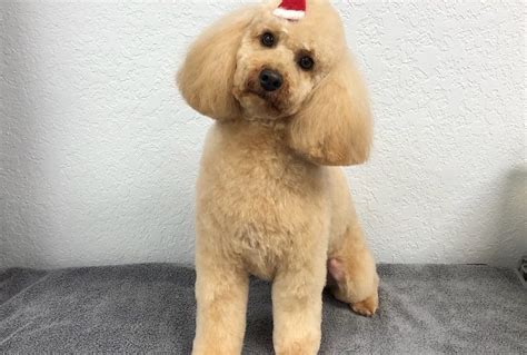 Miniature Poodle Archives - Wags To Riches Dog Grooming